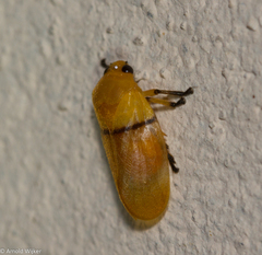 Monecphora cingulata