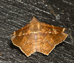 Euclystis isoa