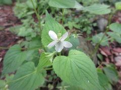 Viola acuminata