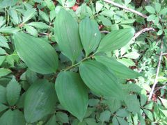 Polygonatum inflatum