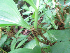 Polygonatum inflatum