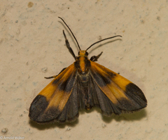 Lycomorphodes