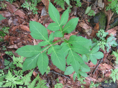 Angelica decursiva