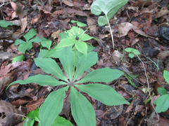 Paris verticillata