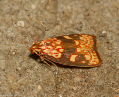 Himmacia