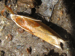 Ancylis partitana