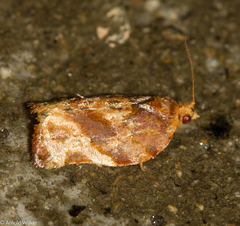 Argyrotaenia sphaleropa