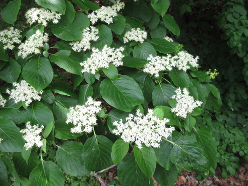 Cornus controversa iNat (3)