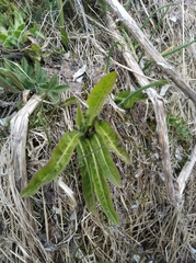 Picris japonica kamtschatica