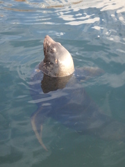 Arctocephalus pusillus doriferus