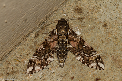 Manduca leucospila