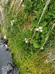 Cardamine scutata