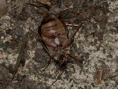 Cyphochilus crataceus