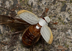 Cyphochilus crataceus