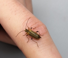 Cortodera humeralis