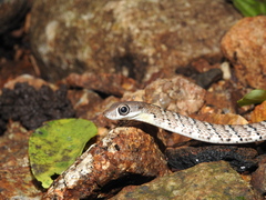 Dendrelaphis grandoculis