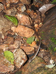 Dendrelaphis grandoculis
