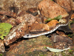Dendrelaphis grandoculis