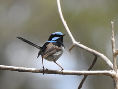 Superb Fairywren photo 3