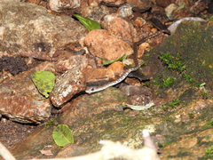 Dendrelaphis grandoculis