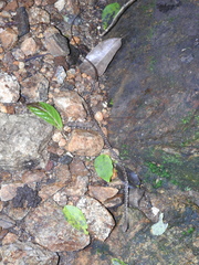 Dendrelaphis grandoculis