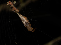 Arachnura melanura