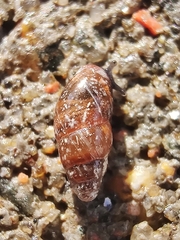 Cochlicopidae