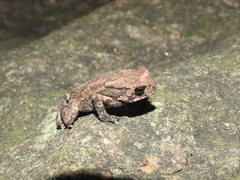 Duttaphrynus microtympanum