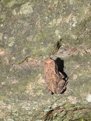 Duttaphrynus microtympanum