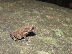 Duttaphrynus microtympanum