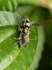 Chlorophorus signaticollis