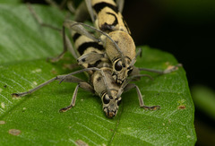 Chlorophorus signaticollis