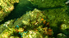 Trygonoptera imitata