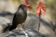 Turdus smithi