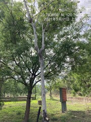 Cochlospermum religiosum