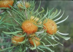 Banksia formosa