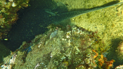 Trygonoptera imitata