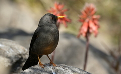 Turdus smithi