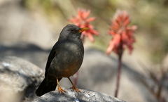 Turdus smithi