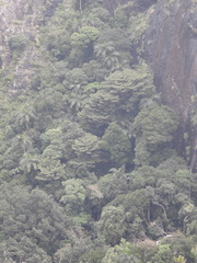 Bentinckia condapanna