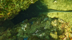Trygonoptera imitata