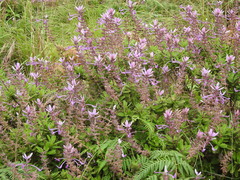 Syncolostemon comosus