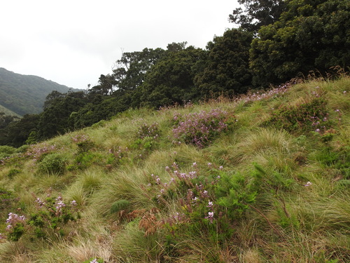 Image of Syncolostemon comosus by (c) Hopeland, some rights reserved (CC BY)