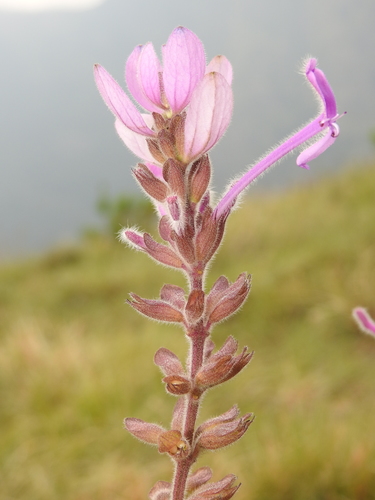 Image of Syncolostemon comosus by (c) Hopeland, some rights reserved (CC BY)