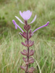 Syncolostemon comosus