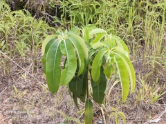 Alstonia angustifolia