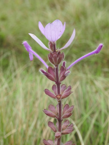 Image of Syncolostemon comosus by (c) Hopeland, some rights reserved (CC BY)