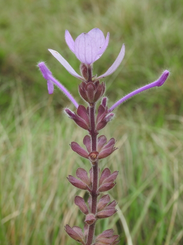Image of Syncolostemon comosus by (c) Hopeland, some rights reserved (CC BY)