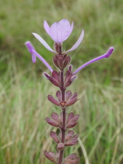 Syncolostemon comosus