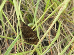 Ypthima ypthimoides
